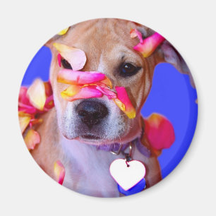 Aimant American Staffordshire Terrier Boxer Mix Chien Chi