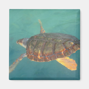 Aimant Amérique centrale, Panama, Bocas Del Torro