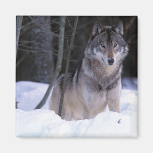 Aimant Amérique du Nord, Canada, Est du Canada, Loup gris