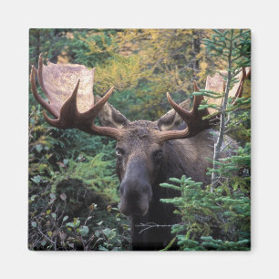 Aimant Amérique du Nord, Canada, Nouvelle-Écosse, Cap-Bre