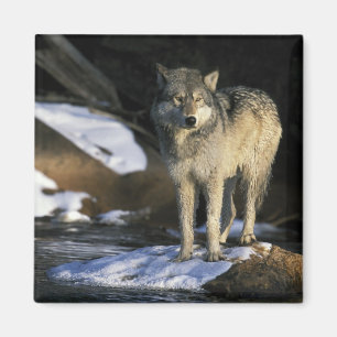 Aimant Amérique du Nord, États-Unis, Minnesota. Loup (Can