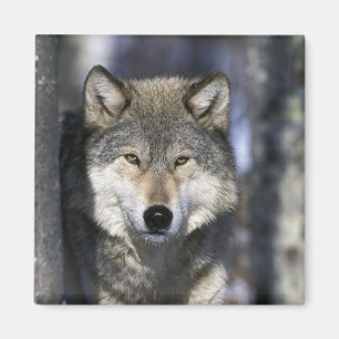 Aimant Amérique du Nord, États-Unis, Minnesota. Loup Cani