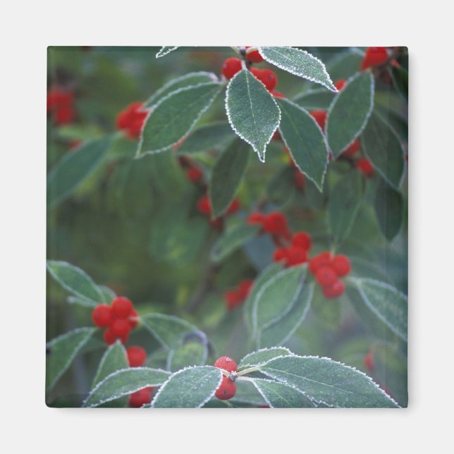 Aimant Amérique du Nord, États-Unis, Nouvelle-Angleterre. (Devant)