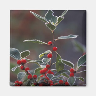 Aimant Amérique du Nord, États-Unis, Nouvelle-Angleterre.