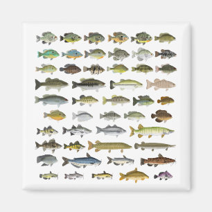 Aimant Amérique du Nord Groupe de poissons d'eau douce