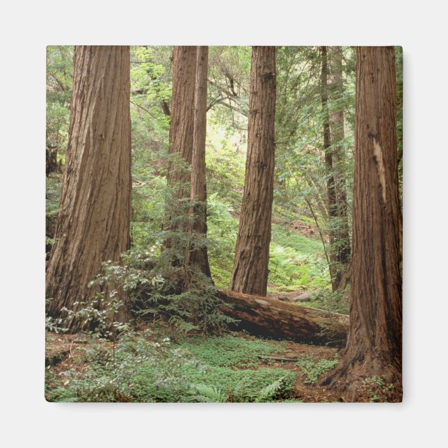 Aimant Amérique du Nord, USA, Californie, Big Sur, (Devant)