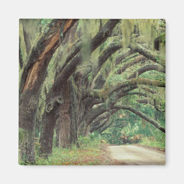 Aimant Amérique du Nord, USA, Géorgie, Cumberland 2 (Devant)