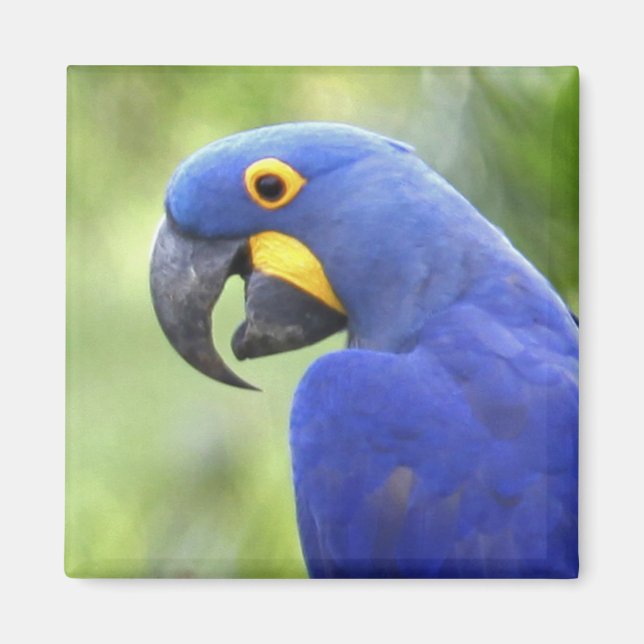 Aimant Amérique du Sud, Brésil, Pantanal (Devant)