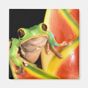 Aimant Amérique du Sud, Équateur, Amazonie. Grenouille ar