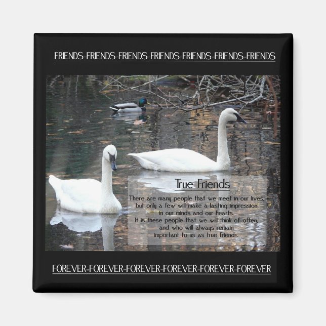 Aimant Amis cygnes-vrais (Devant)