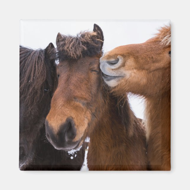 Aimant Amis du cheval islandais, Islande (Devant)