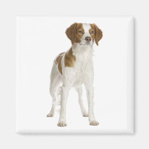 Aimant Amour Brittany Spaniel chiot chien