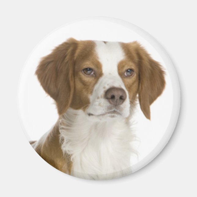 Aimant Amour chiot Brittany Spaniel (Devant)