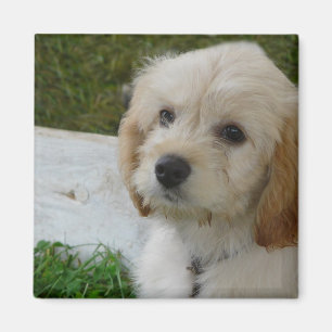 Aimant Amour de chiot - photo mignonne de chien de