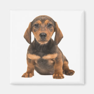 Aimant Amour de chiot teckel chiots