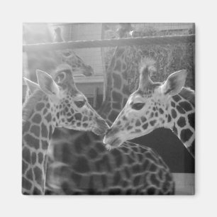 Aimant Amour de girafe