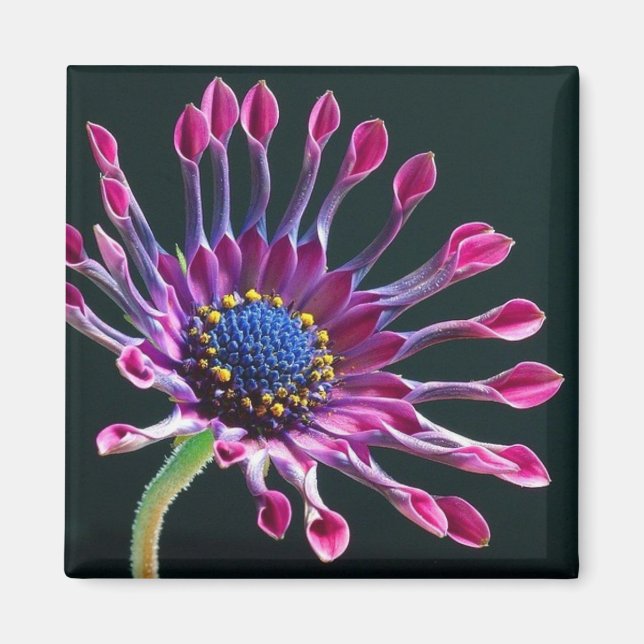 Aimant amour de marguerite (Devant)