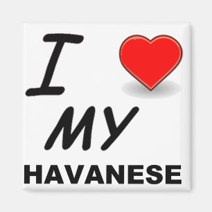 Aimant amour havanese