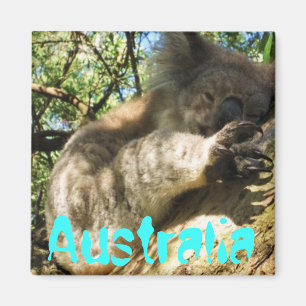Aimant Amusante Australie koala design d'aimant