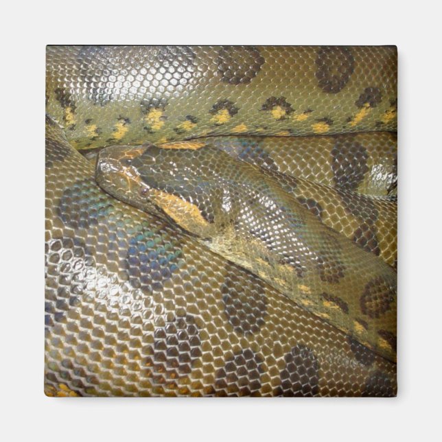 Aimant Anaconda vert (Devant)