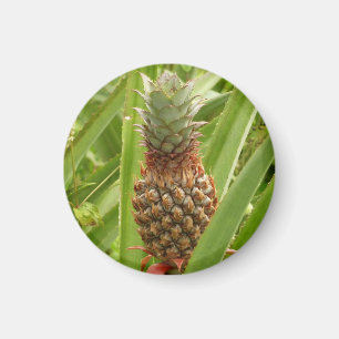 Aimant Ananas sauvage Fruit tropical dans la nature