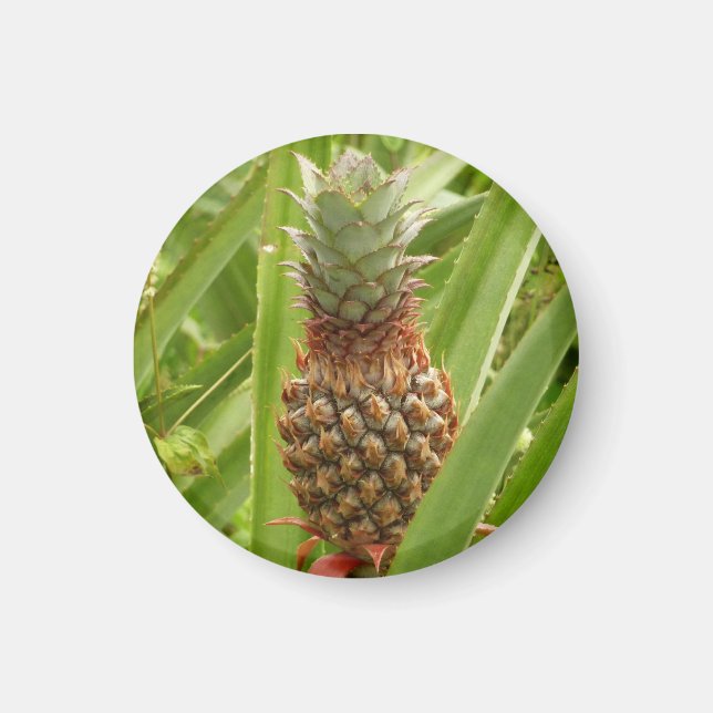 Aimant Ananas sauvage Fruit tropical dans la nature (Devant)