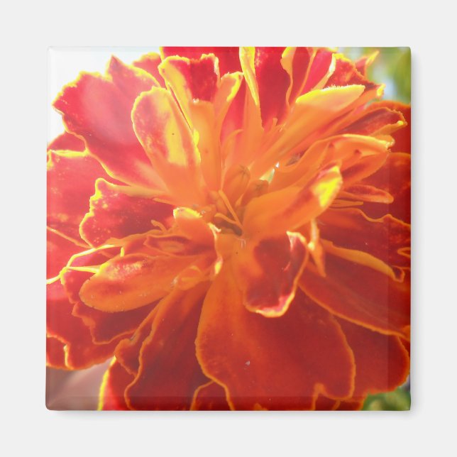 Aimant Anastaise (Devant)