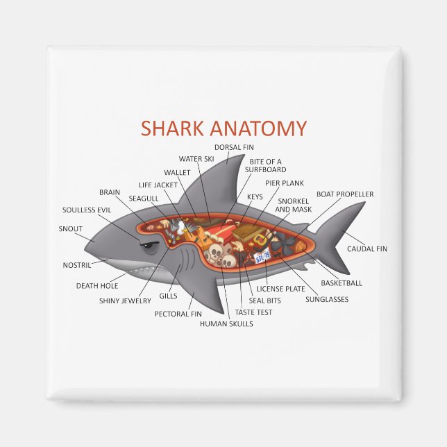 Aimant Anatomie des requins (Devant)