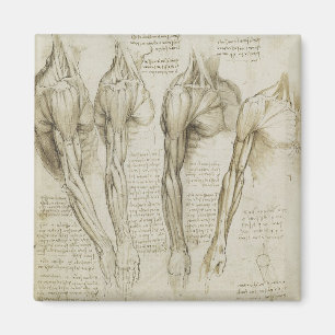 Aimant Anatomie du bras humain de Da Vinci