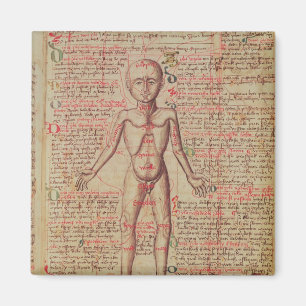 Aimant Anatomie du corps humain