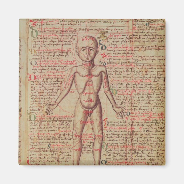 Aimant Anatomie du corps humain (Devant)