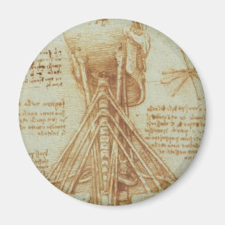 Aimant Anatomie du cou