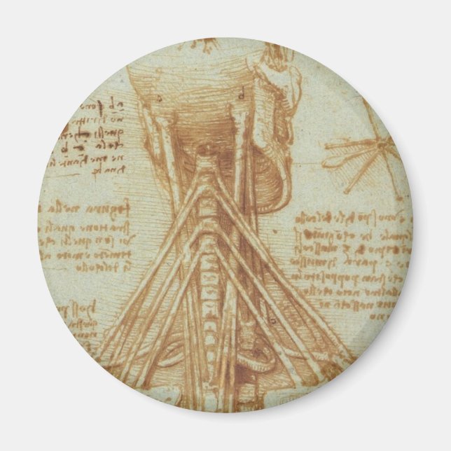 Aimant Anatomie du cou (Devant)