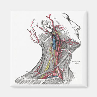 Aimant Anatomie du cou