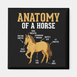 Aimant Anatomie D'Un Cheval Drôle Equestre Nighs Horse Lo