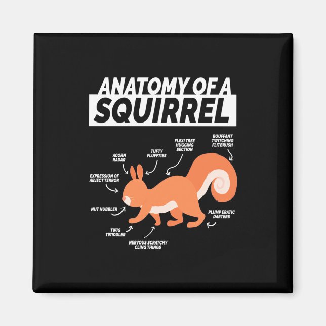 Aimant Anatomie D'Un Écureuil (Devant)