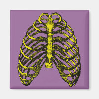 Anatomie humaine Cage de côtes