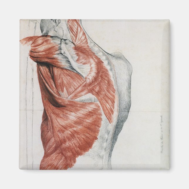 Aimant Anatomie humaine; Muscles du Torse et de l'épaule (Devant)