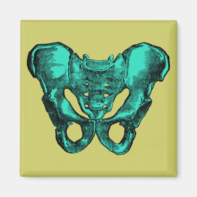 Aimant Anatomie humaine Pelvis Bones (Devant)