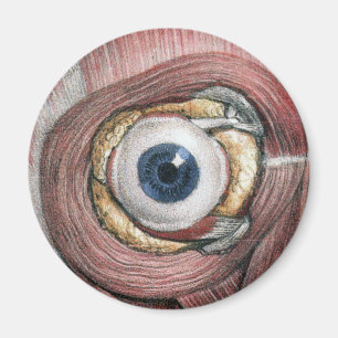 Aimant Anatomie humaine vintage, globe oculaire avec les