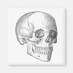 Aimant Anatomie Médicale dessin vintage crâne monochrome