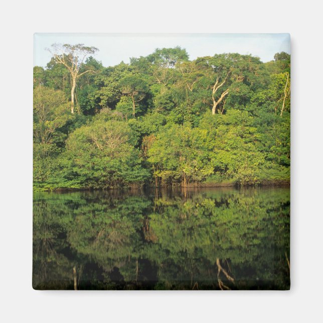 Aimant Anavilhanas, Amazonas, Brésil. Rivière de la forêt (Devant)