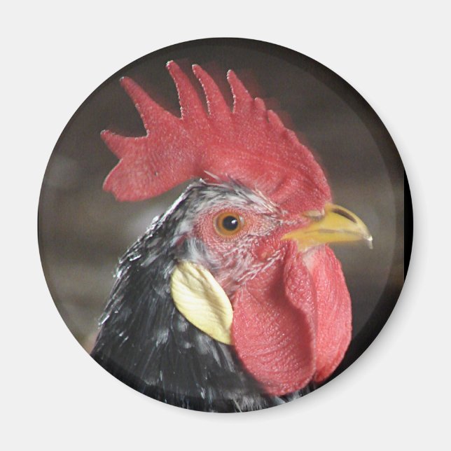 Aimant Ancona Roo (Devant)