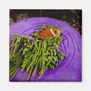 Aimant Anemonefish et grande anémone