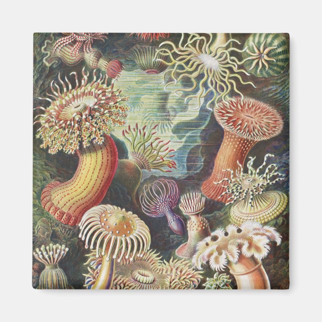 Aimant Anémones de mer, Actiniae Seeanemonen Ernst Haecke (Devant)