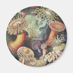 Aimant Anémones de mer, Actiniae Seeanemonen Ernst Haecke