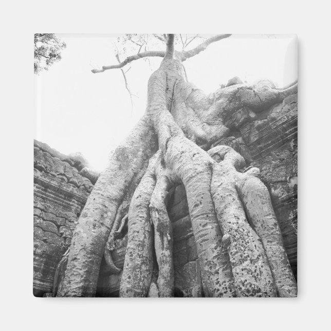 Aimant Angkor Cambodge, Arbre Ta Prohm (Devant)