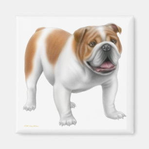 Aimant anglais de bouledogue