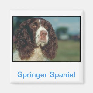 Aimant Anglais Springer Spaniel