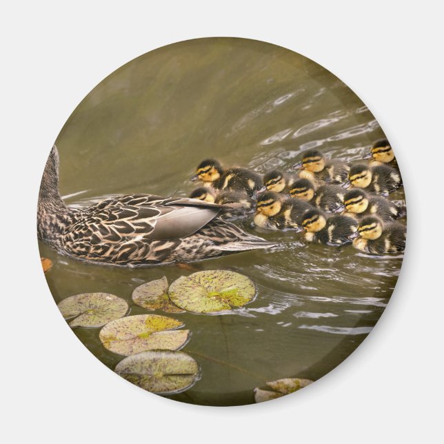 Aimant Animal - Canards - Nager comme un canard (Devant)